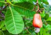 Cashewkerne Cashewfrucht am Baum