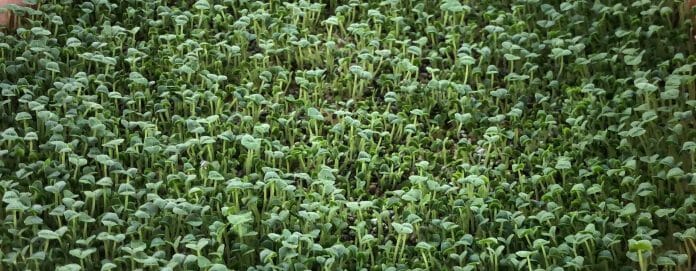 Chia Sprossen selber ziehen, frische Sprossen und Chia Samen