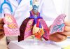 Lunge – anatomisches Modell