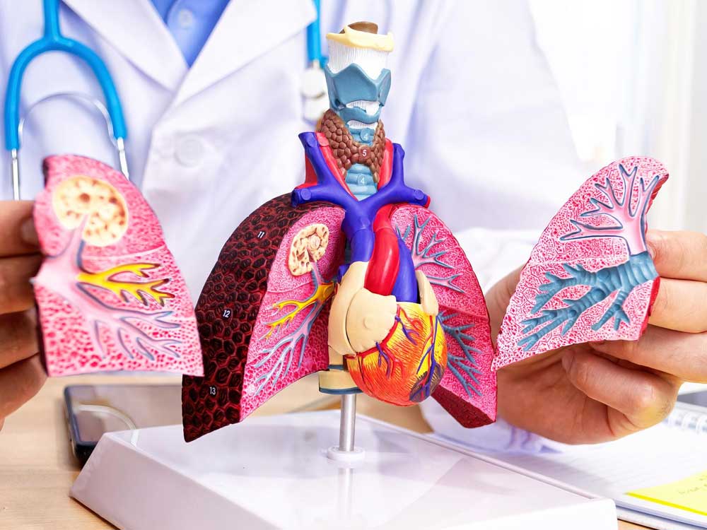 Lunge – anatomisches Modell