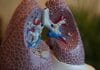 Lungenfibrose: Querschnitt einer gesunden Lunge im Modell