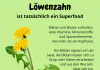Superfood Löwenzahn
