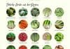 Saisonkalender Gemüse für den Monat Juni