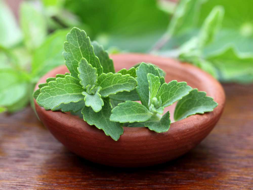 Stevia – Blätter in einer Schale