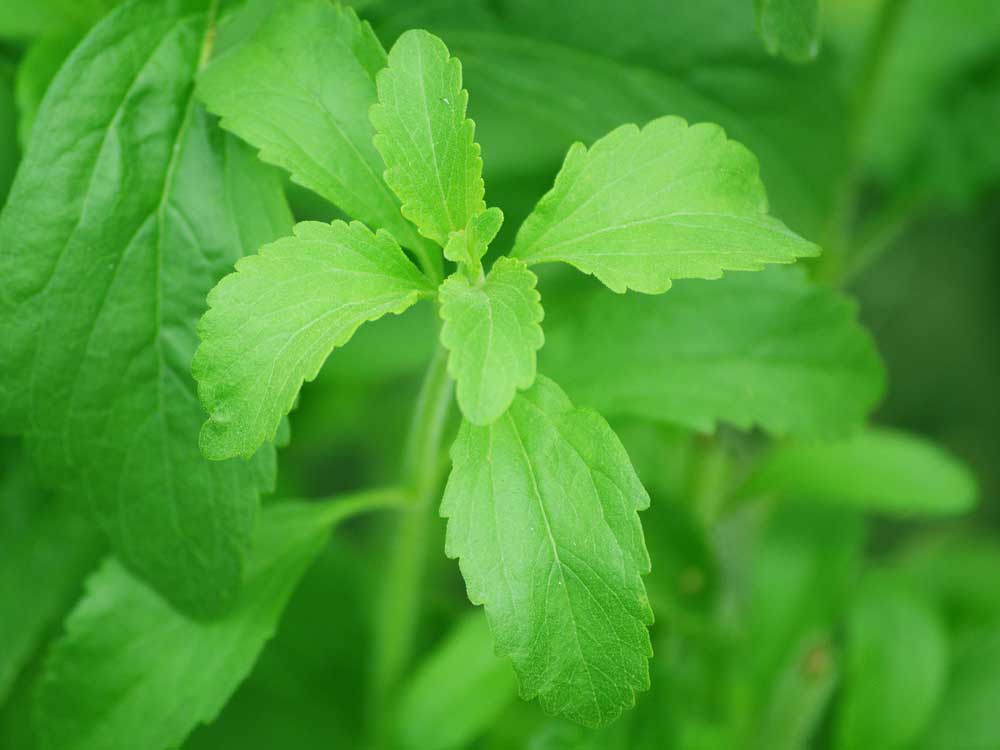 Süßstoffe – Stevia Pflanze
