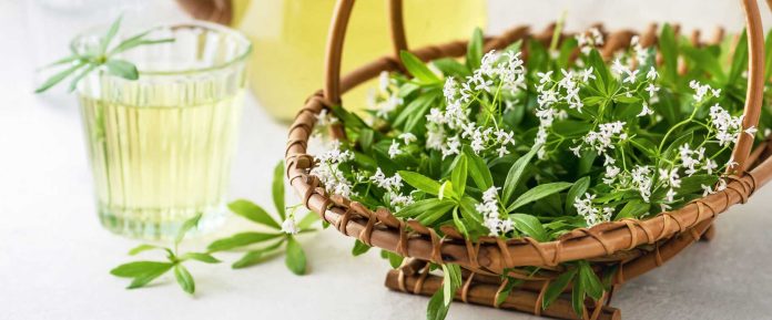 Waldmeister Pflanze mit Blüte in einem Korb