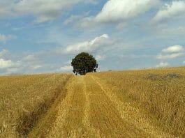 Weizenallergie: Weizenfeld mit Baum und blauem Himmel im Hintergrund.