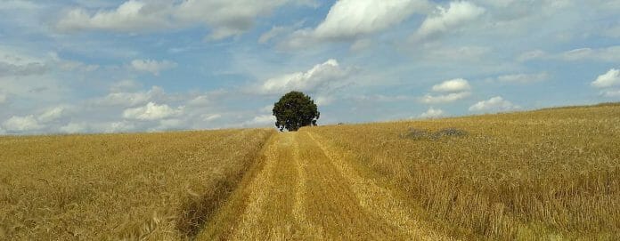 Weizenallergie: Weizenfeld mit Baum und blauem Himmel im Hintergrund.